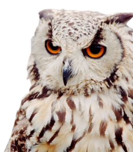 Owl PNG-26792